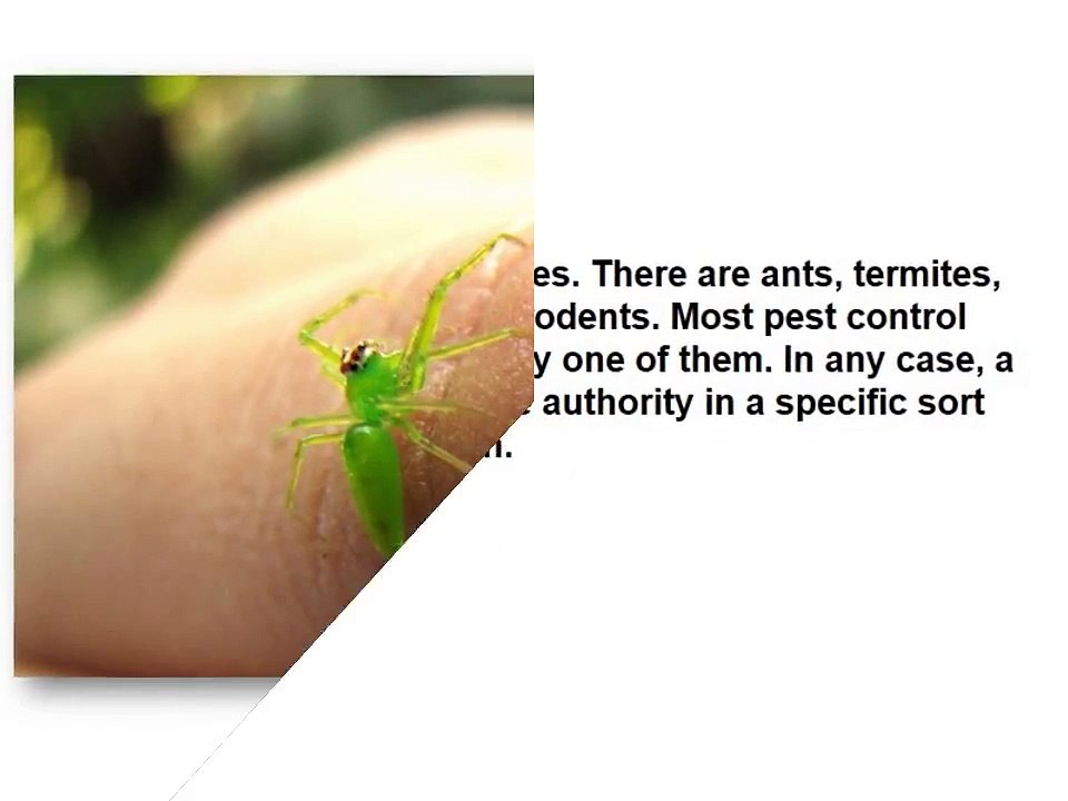 Pest control in Brisbane _ cockroach exterminator _ Reliable pest controller