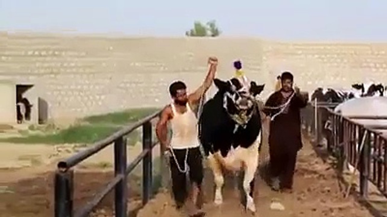 funny clip