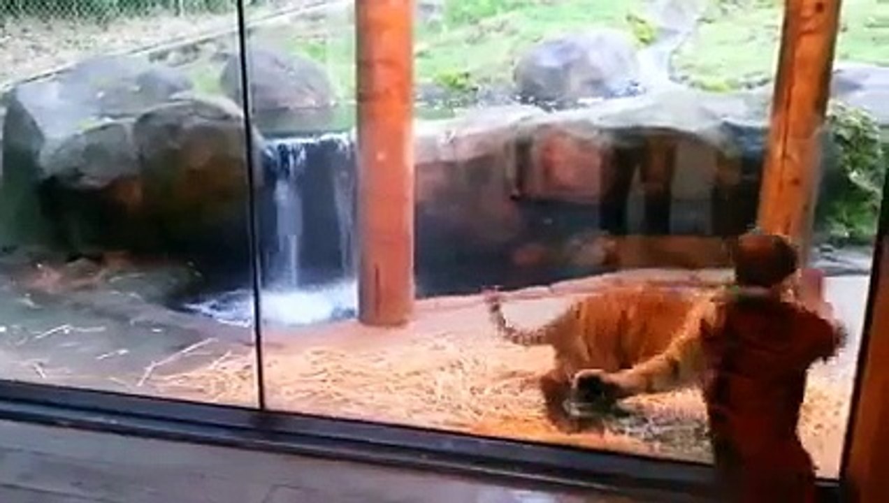 funny video