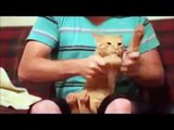 TOP Funny Cat and Dog Dancing and Singing in the World - Mkls (Funny Videos 720p)