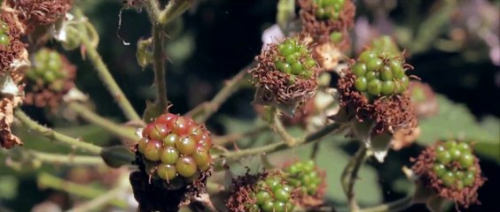 Two Door Cinema Club - What You Know (Live Jools Holland 2010) (HD)