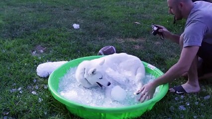 7 Simple Life Hacks for Your Dog