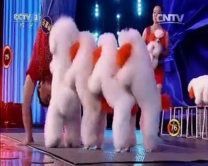 Puppies performing acrobatics!