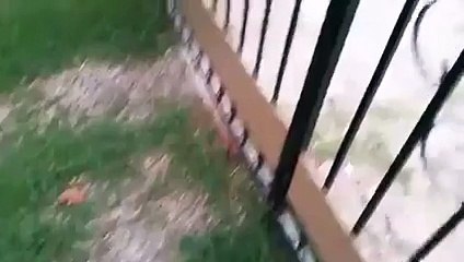 Bataie Babe __ Oleleu Valeleu _ Bataie - 2016 HD