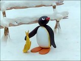 Pingu and the Birds Mother Pingu Official Channel