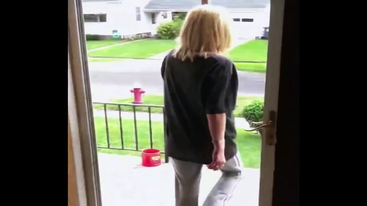Dog Wont Go Through Door Missing Glass