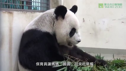 Un bébé panda découvre sa nouvelle maison sous les yeux de sa maman