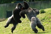 Gorillas Brawl At The Omaha Zoo