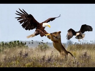 Funny videos - Funny fails - Funny animals- Try not to laugh - Top videos 2015 #2