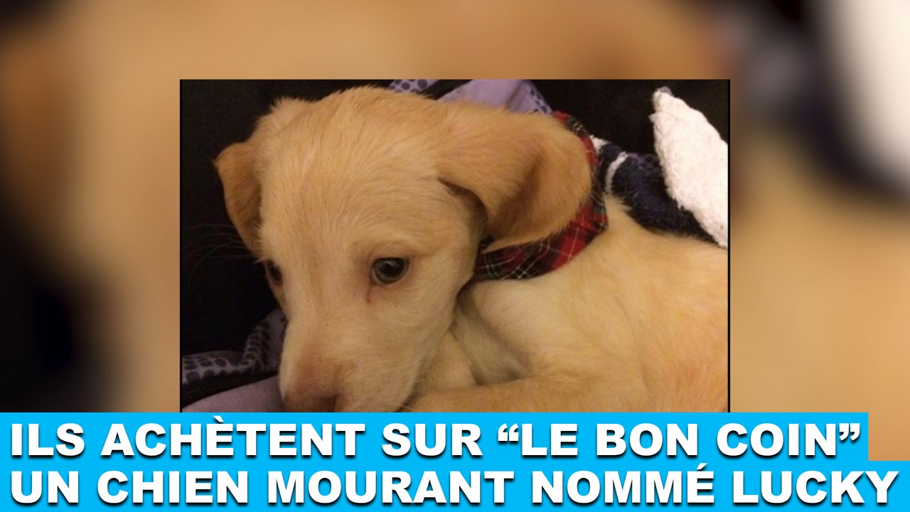 Ils achètent sur "Le Bon Coin" un chien mourant nommé Lucky. L'histoire dans la minute chien #103