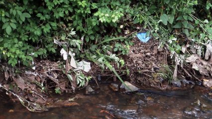 Asturias ecologistas responden a denuncia de pescadores por los excrementos de aves