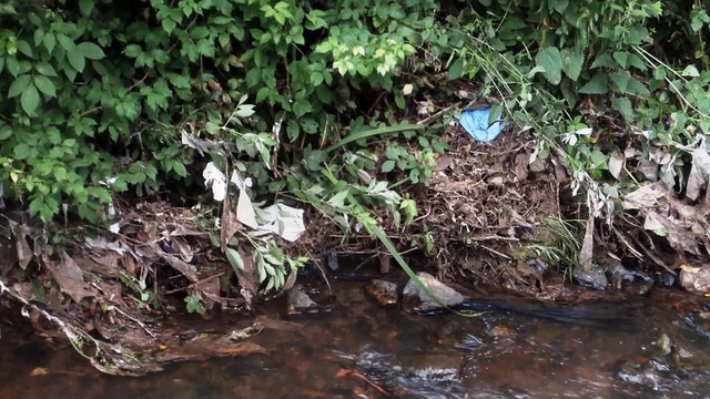 Asturias ecologistas responden a denuncia de pescadores por los excrementos de aves