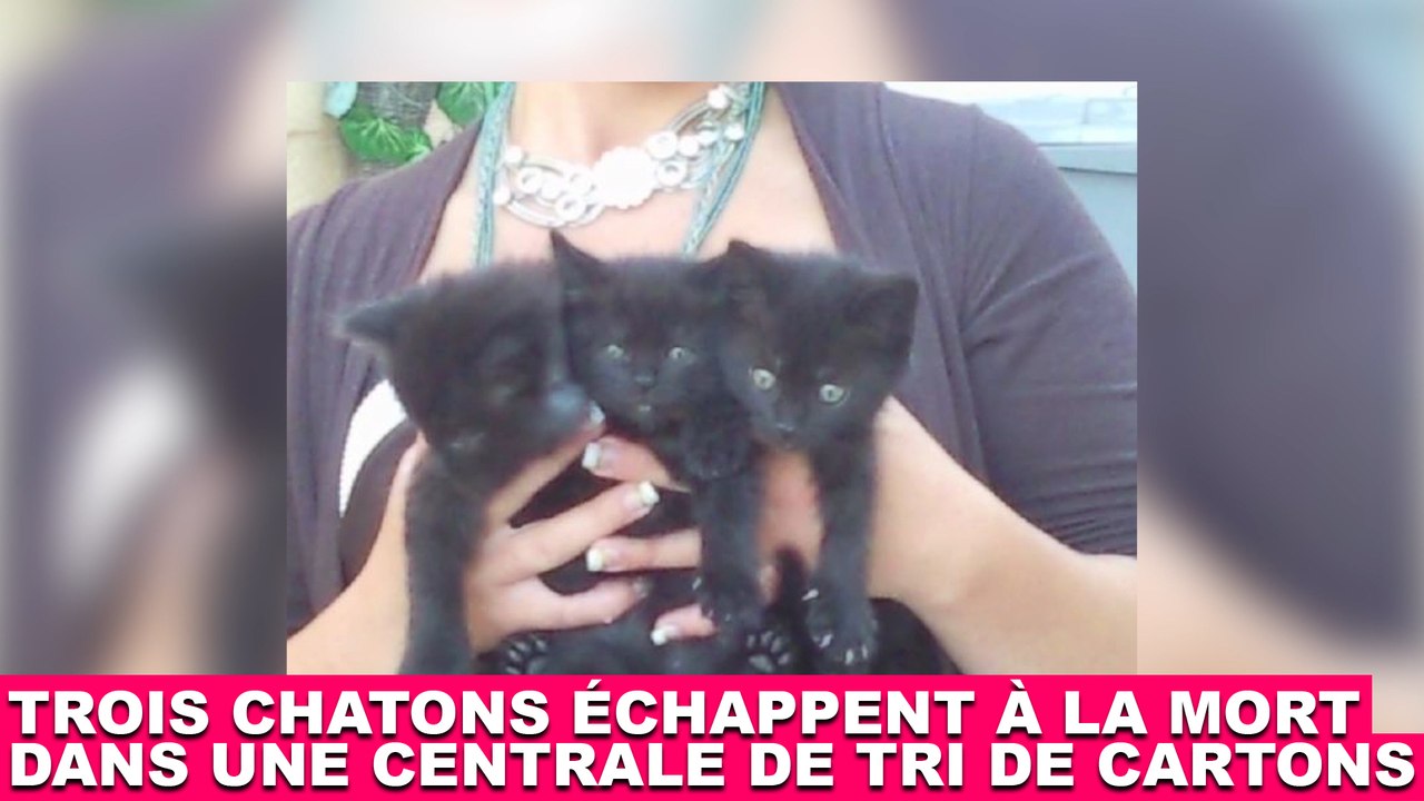 Trois chatons échappent à la mort dans une centrale de tri de cartons. À suivre dans la minute chat #103