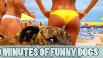 Funny Videos - Funny dogs - Funny dog vines 2016 (Funny Videos 720p)