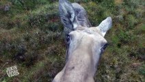 Moose Curious About Drone: Norwegian moose captured on footage