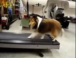 Un chien pris en train de tricher sur un tapis de course