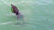 Loire-Atlantique : Deux jeunes dauphins nagent dans le port du Croisic !
