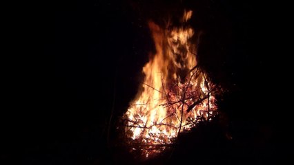 FRAISE FEU DE JOIE DES SAPINS DE NOEL 10 Janvier 2016