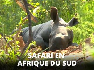 Un safari sur les traces d'un bébé rhinocéros !