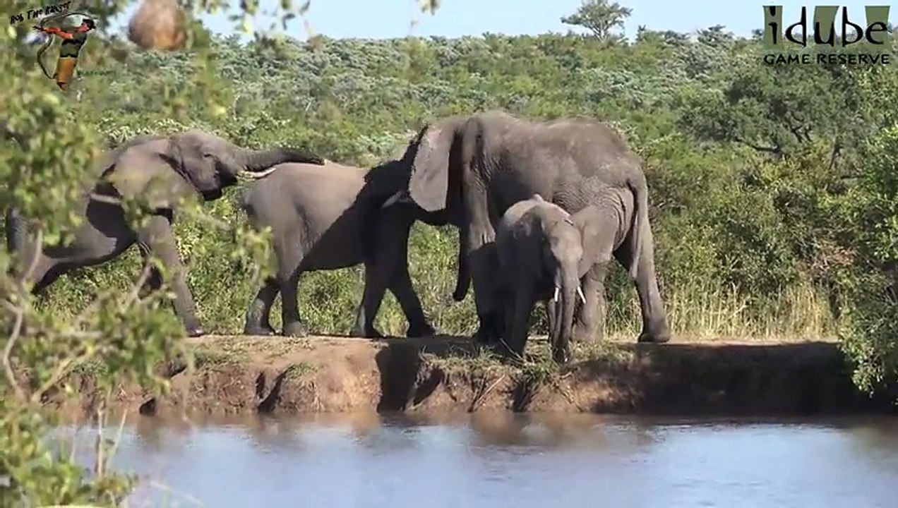 Two Elephant Herds At One Waterhole (4K Video)