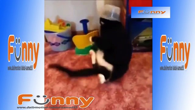 Funny Pets _ Animals Vines