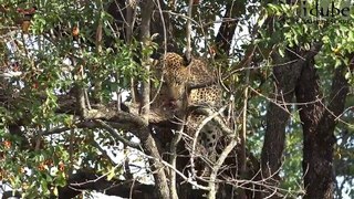 Xikavi Female Leopard Feeding (4K Video)