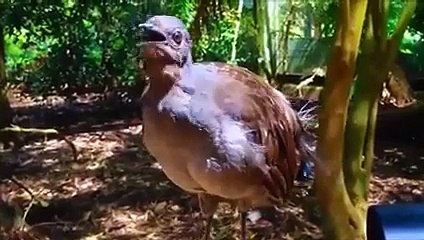 Bird who takes out all kinds of sound