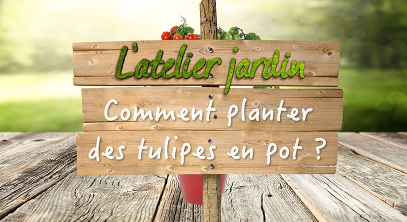 Comment planter des tulipes en pot ?