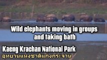 Wild elephants moving in groups and taking bath