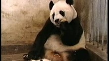 Baby panda sneezing