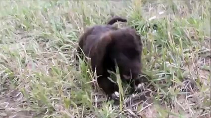Beautiful Labradoodle Puppies for Sale in Colorado