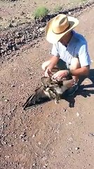 Hawk vs Bull Snake ,dangerous fight