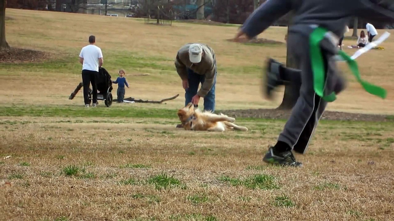 Elle voit un inconnu faire ça à son chien dans le parc, elle n'a pas le choix de le filmer