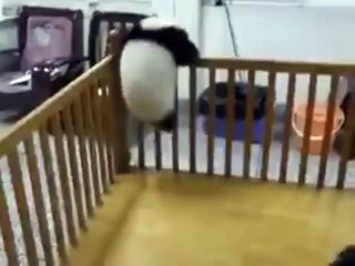 The escape of panda - prison break