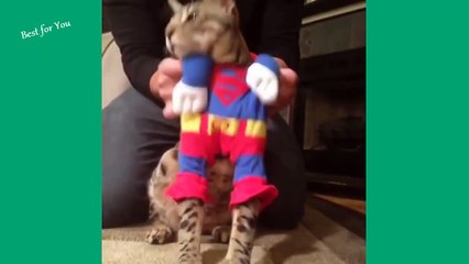 New funny cats Vines Compilation - Funny cat videos ►