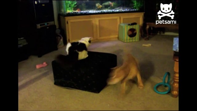 Cat chases dog chasing leash