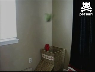 Cat helps out with the dirty laundry