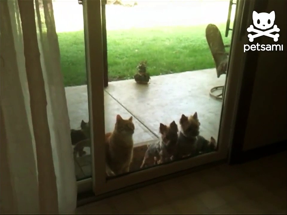 Cat opens door for puppies