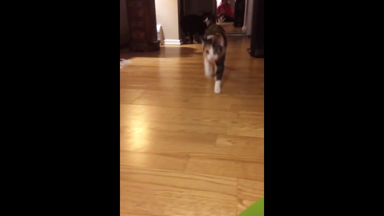 Cat Steals Singing Card