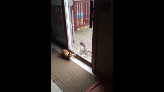 Cat Wants Attention But Other Cat Ignores Him