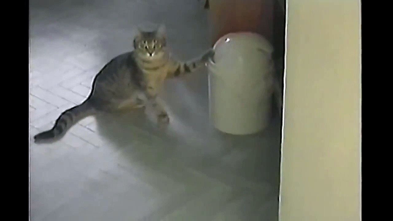 Cat Vs. Trashcan
