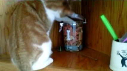 Cats Stealing Stuff - Compilation