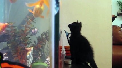 Cats Knocking Stuff Over- Compilation