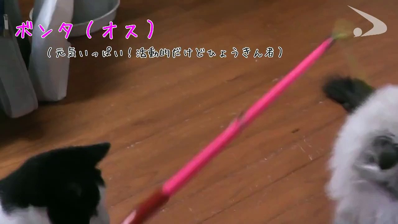 ミール君