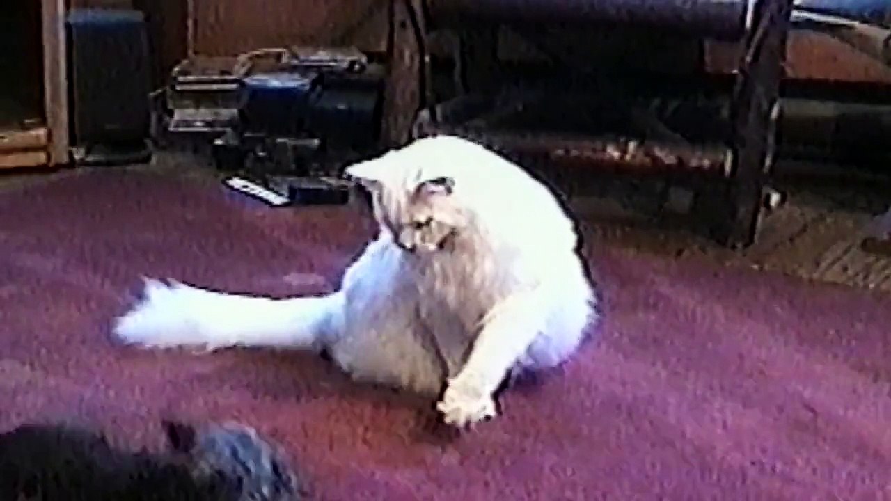 Dogs and Cats Have a Love-Hate Relationship