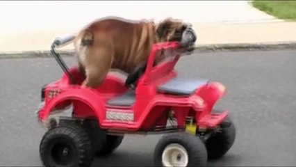 English Bulldog Drives A Power Wheels