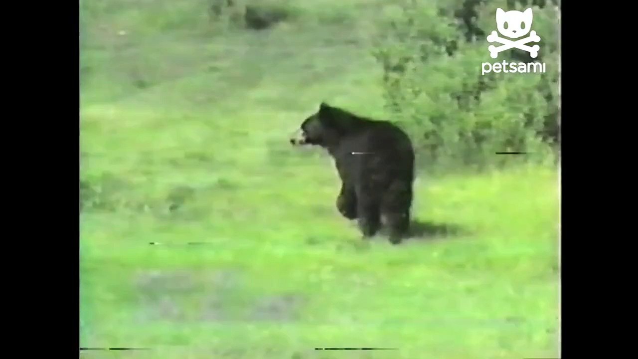 Huge bear is a scaredy cat