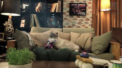 High Cat Stuck in Bag