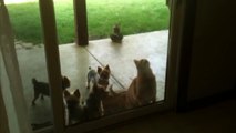 Helpful Cat Opens Door for Puppies