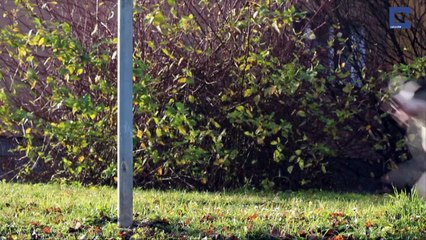 Un pitbull acrobate réalise un Parkour